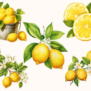 Set of 5 unique Lemon Clipart Bundle