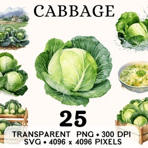 Clipart chou, aquarelle de légumes de la ferme, soupe verte fraîche, clipart, autocollant alimentaire, tasse et chemise, téléchargement numérique imprimable PNG SVG