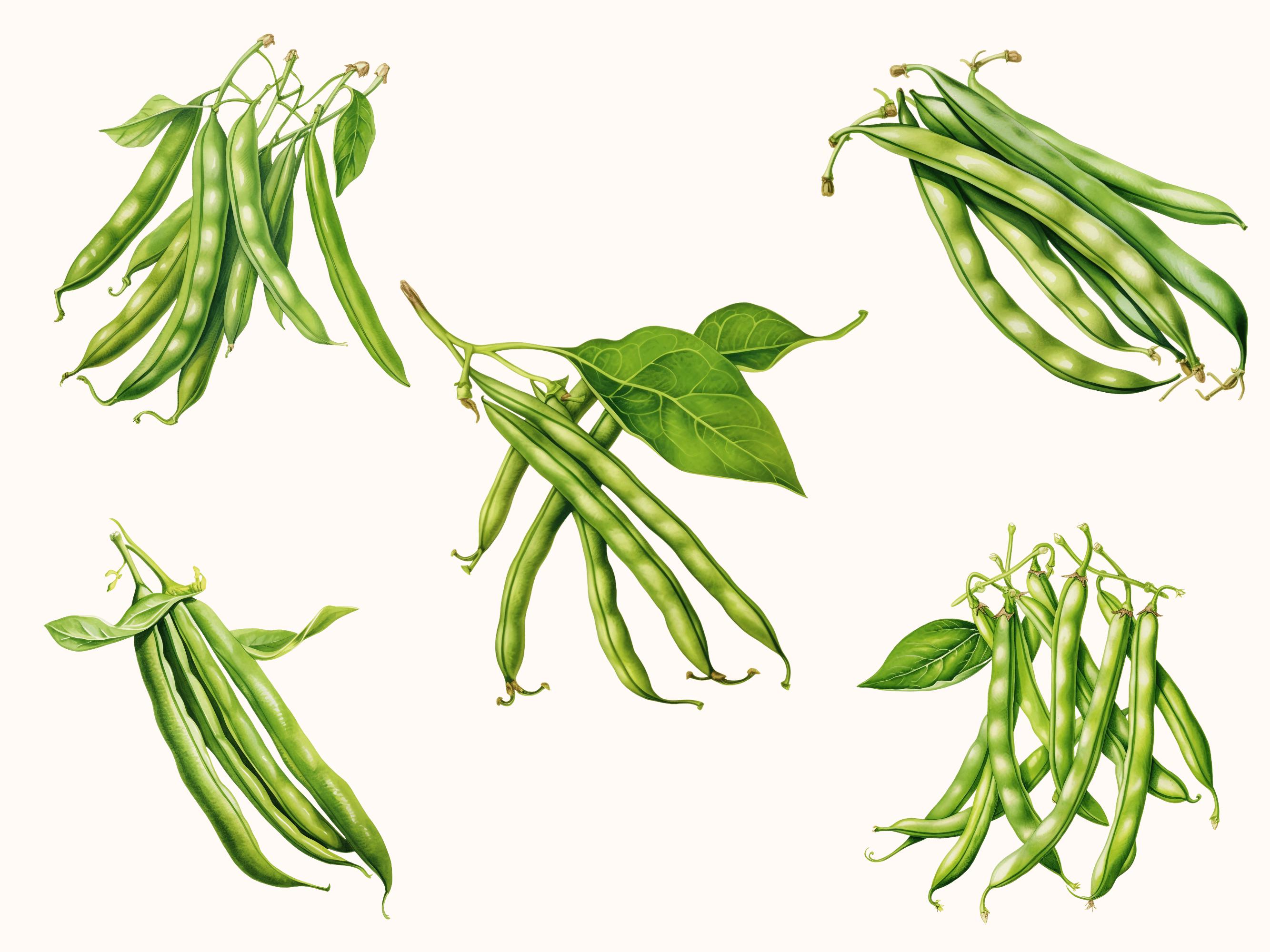 Green Beans Clipart, Farm Vegetable Watercolor String Beans Soup Art ...