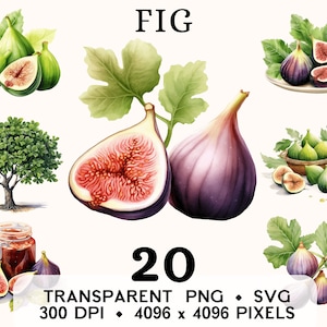 Imágenes Prediseñadas de higo, Clip Art de higuera verde de acuarela de fruta, diseño de taza y camisa de pegatina de comida, descarga digital, PNG y SVG imprimibles