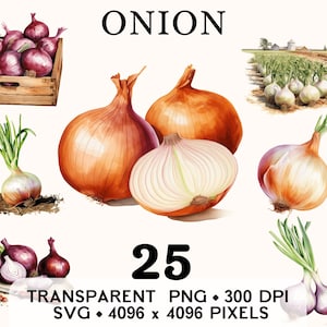 Clipart oignon, aquarelle de légumes de la ferme, salade d'oignons rouges aquarelle, nourriture autocollant Mug et chemise, téléchargement numérique, PNG imprimable & SVG