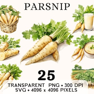 Clipart panais, légume-racine de la ferme aquarelle carotte blanche, nourriture autocollant Mug et chemise, téléchargement numérique imprimable PNG SVG