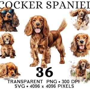Può includere: Illustrazioni ad acquerello di Cocker Spaniel in varie pose. L'immagine include il testo "COCKER SPANIEL" in alto e "36 TRANSPARENT PNG • 300 DPI SVG • 4096 x 4096 PIXELS" in basso.