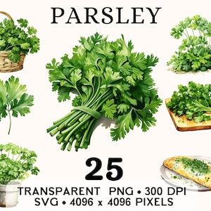 Clipart de persil, épices médicinales légume aquarelle herbes clip art, nourriture autocollant Mug et chemise, téléchargement numérique imprimable PNG SVG