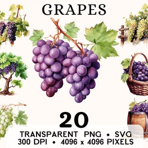 Imágenes Prediseñadas de uvas, fruta acuarela uvas vides árbol Clip Art, cesta de comida pegatina taza y diseño de camisa, descarga digital, PNG & SVG imprimible