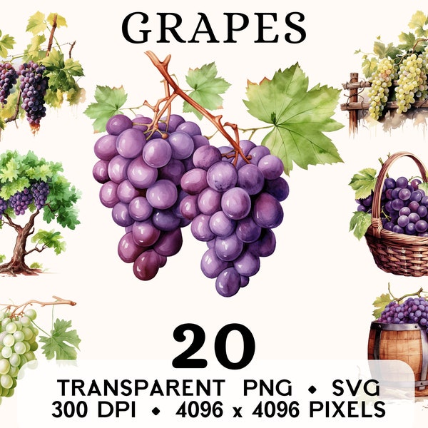 Grapes Clipart, Fruit Watercolor Grapes Vines Tree Clip Art, Food Basket Sticker Mug and Shirt Design, Digital Download, Printable PNG & SVG