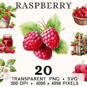 Clipart framboise, fruits aquarelle framboise, clipart, nourriture forêt autocollant Mug et chemise, téléchargement numérique, PNG imprimable & SVG
