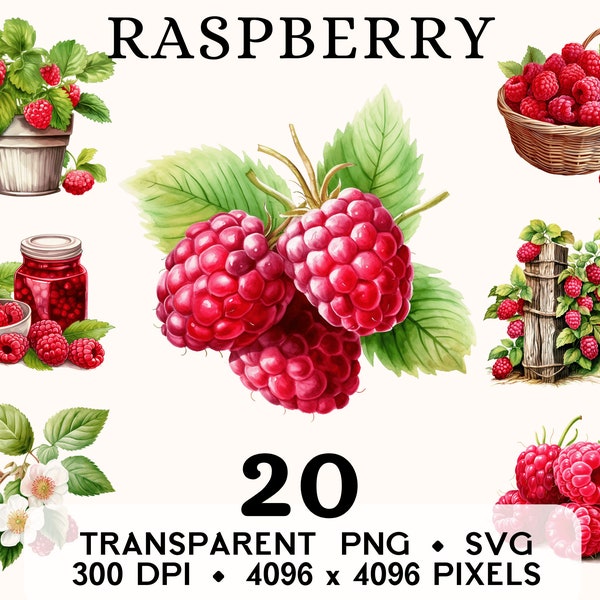 Raspberry Clipart, Fruit Watercolor Raspberry Clip Art, Forest Food Sticker Mug and Shirt Design, Digital Download, Printable PNG & SVG