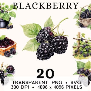 Blackberry Clipart, fruta acuarela Blackberry Clip Art, diseño de taza y camisa de pegatina de comida del bosque, descarga digital, PNG y SVG imprimibles