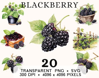 Blackberry Clipart, Fruit Watercolor Blackberry Clip Art, Forest Food Sticker Mug and Shirt Design, Digital Download, Printable PNG & SVG