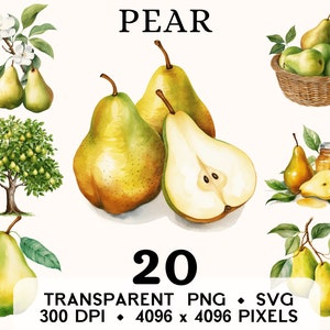Clipart gruszki, akwarela owoców kosz gruszek clipart, egzotyczne jedzenie naklejka kubek i projekt koszulki, cyfrowe pobieranie, wydrukowane PNG i SVG