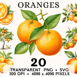 Oranje clipart, fruit aquarel oranje bloem en boom illustraties, voedsel sticker mok en shirt ontwerp, digitale download, afdrukbare PNG & SVG