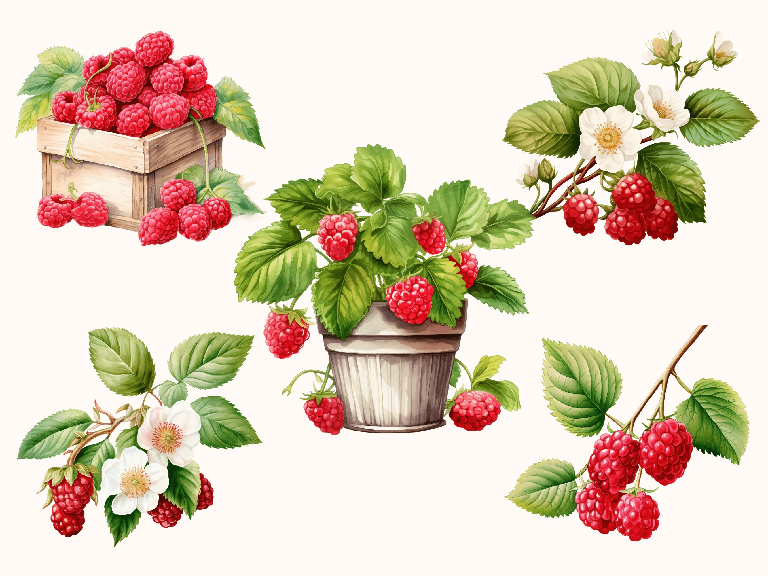 Raspberry Clipart, Fruit Watercolor Raspberry Clip Art, Forest Food ...