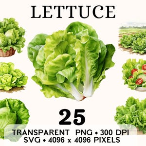 Clipart salade rouge, aquarelle de légumes frais de la ferme, clipart salade rouge, autocollant alimentaire Mug et chemise, téléchargement numérique PNG SVG imprimable
