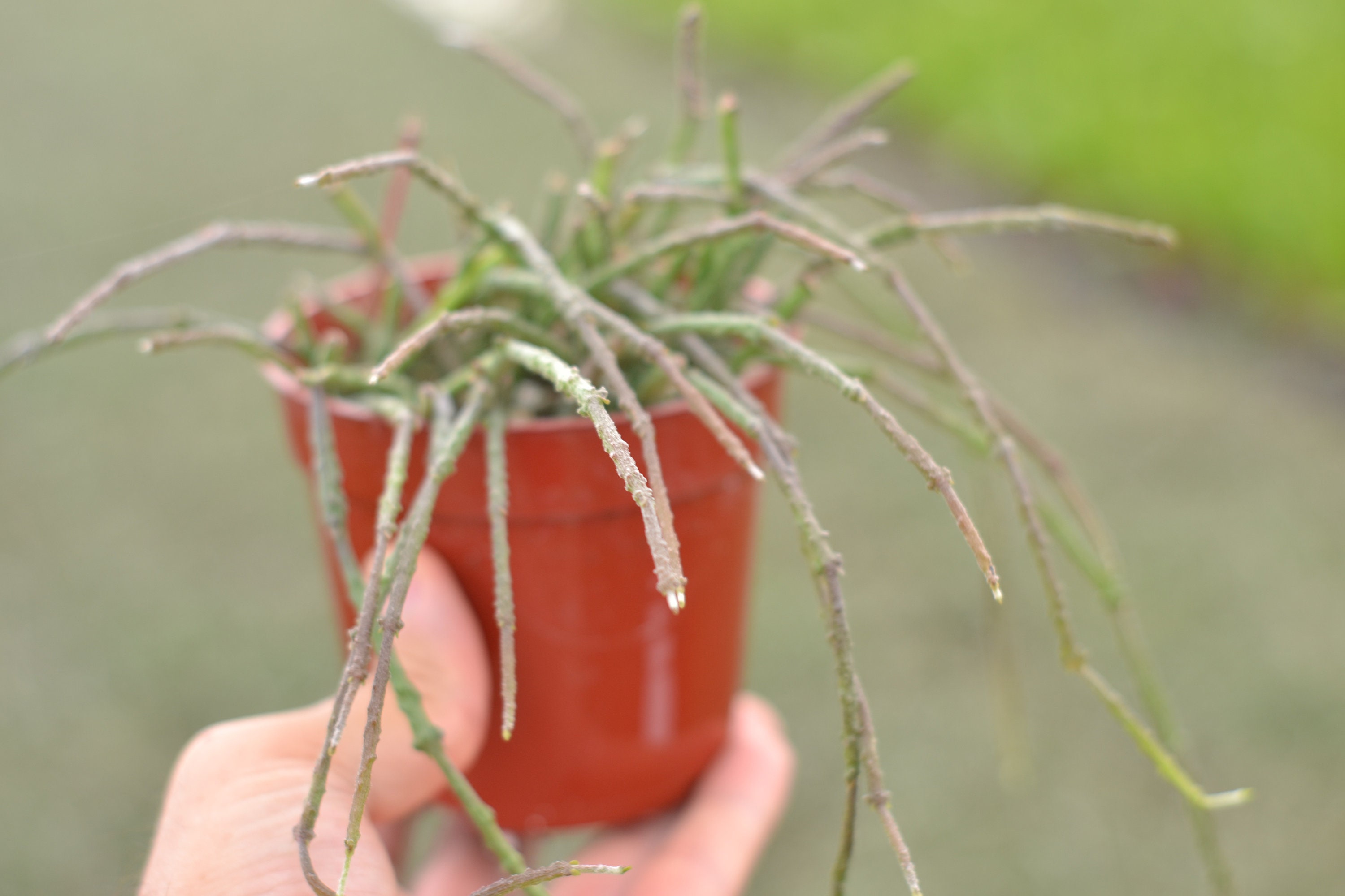 4 Bundle of Sticks Plant Cynanchum Marnierianum Live Plant in 4 Pot Etsy