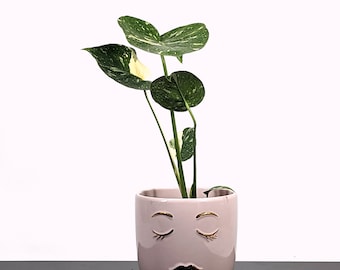 Monstera Thai Constellation Houseplant in 3 inch or 4 inch pot