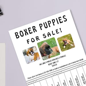 May include: A flyer advertising Boxer puppies for sale. The flyer features three photos of adorable Boxer puppies, along with contact information for the seller. The text on the flyer reads "Boxer Puppies for Sale!"  "AKC Lines 4 Males Available 3 Females Ready June 1st $850.00" and "Please call or text Karen at 123-456-7890 or email at meadowboxers.com to know more details."