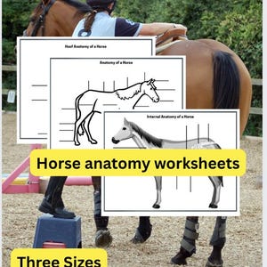 Basic Horse Anatomy Worksheets,Equestrian Education,Printable Horse Learning Sheets,Printable Horse Learning Sheets, Hoof Identification