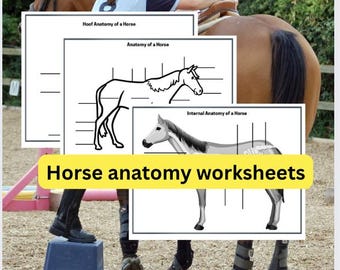 Fichas de anatomía básica del caballo, Educación ecuestre, Fichas imprimibles de aprendizaje sobre caballos, Identificación de cascos