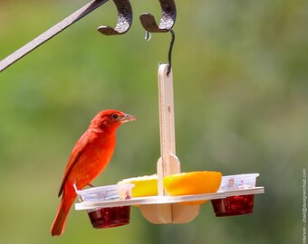 Comedero para pájaros con frutas y gelatina