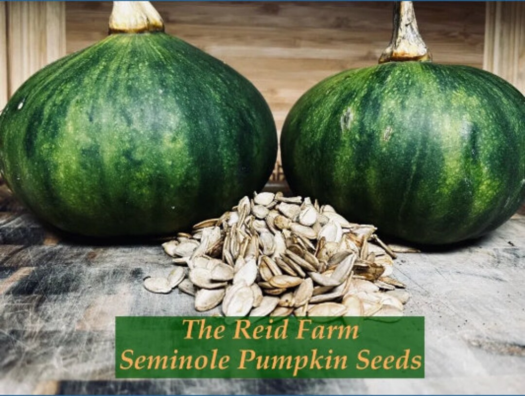 Seminole Pumpkin 10 30 Seeds Etsy