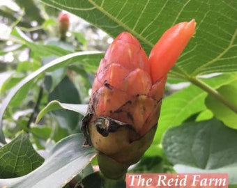 Spiral ginger - Costus scaber