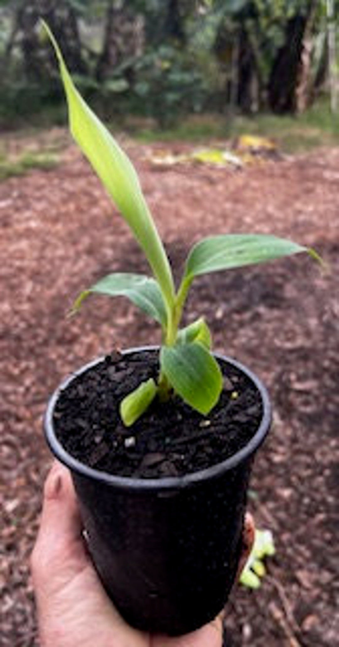 Live Plant Musa Dwarf Puerto Rican Plantain Etsy