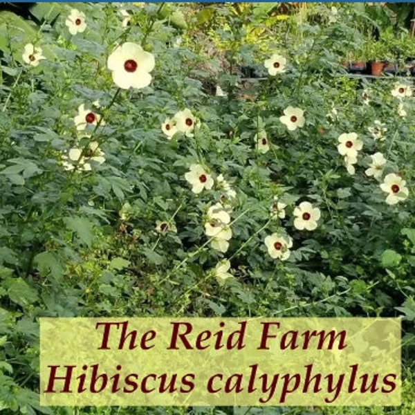 Hibiscus calyphyllus - Hibiscus Giant Yellow - 10 Seeds