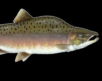 Salmon - digital stickers (2 species)