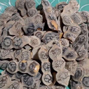 Nep nep / Acacia nilotica 100 grams
