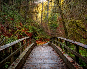 Può includere: Un ponte di legno con ringhiere conduce attraverso una foresta lussureggiante con foglie autunnali. Il ponte è fatto di legno invecchiato e ha una finitura naturale. La foresta è piena di foglie verdi e rosse, e la luce del sole splende attraverso gli alberi.