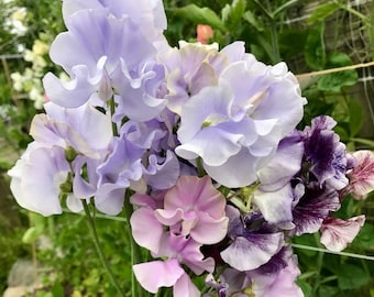 Specialty Sweet Pea Seeds