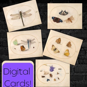 Vijf periode digitale, blanco wenskaarten met vintage, 16e-eeuwse insectenschilderijen van Joris Hoefnagel