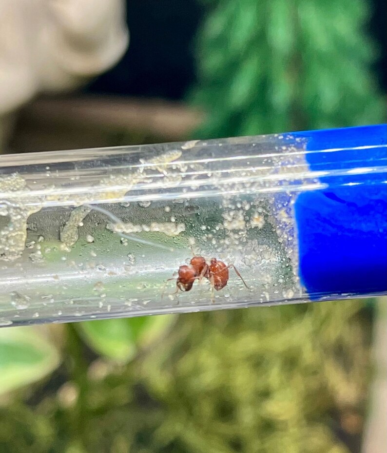LIVE Queen Ant Reptile Feeder Insect image 3
