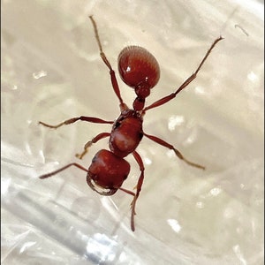 LIVE Queen Ant - Reptile Feeder Insect