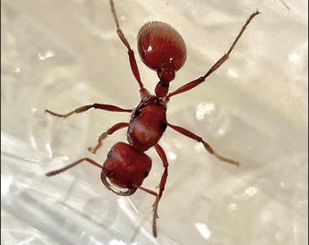 LIVE Queen Ant - Reptile Feeder Insect