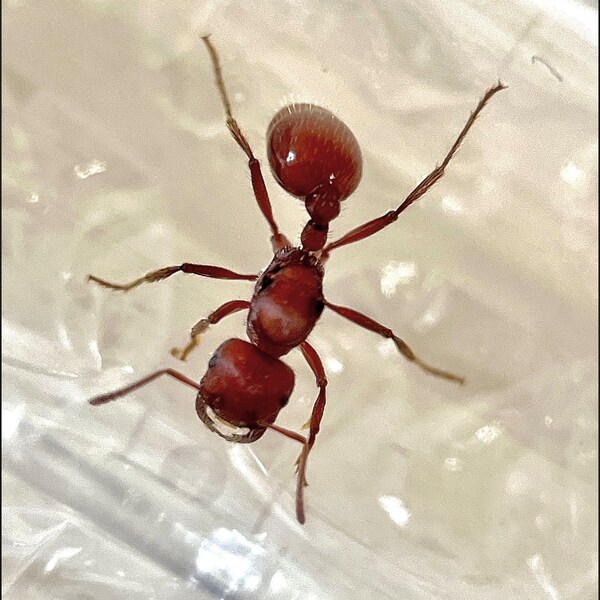 LIVE Queen Ant - Reptile Feeder Insect