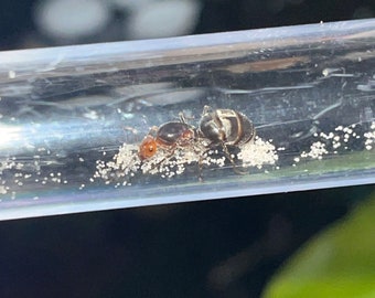 LIVE Queen Ant - HONEYPOT Myrmecocystus Rufus - Reptile Feeder Insect