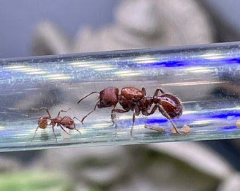 LIVE Ant Queen w/Worker, Brood - Harvester Ant - Reptile Feeder Insect