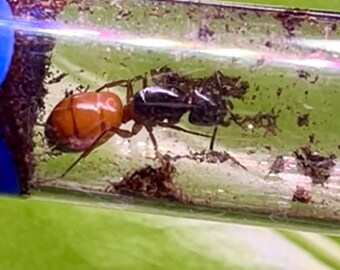 LIVE Queen Ant - Reptile Feeder Insect