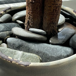 Puede incluir: Primer plano de una maceta de cerámica con un esmalte marrón claro. La maceta está llena de piedras de río grises lisas y una pequeña planta en maceta con dos troncos marrones.