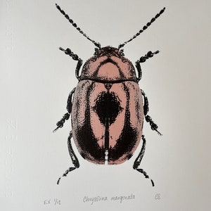 Chrysolina marginata - Original limited edition screenprint
