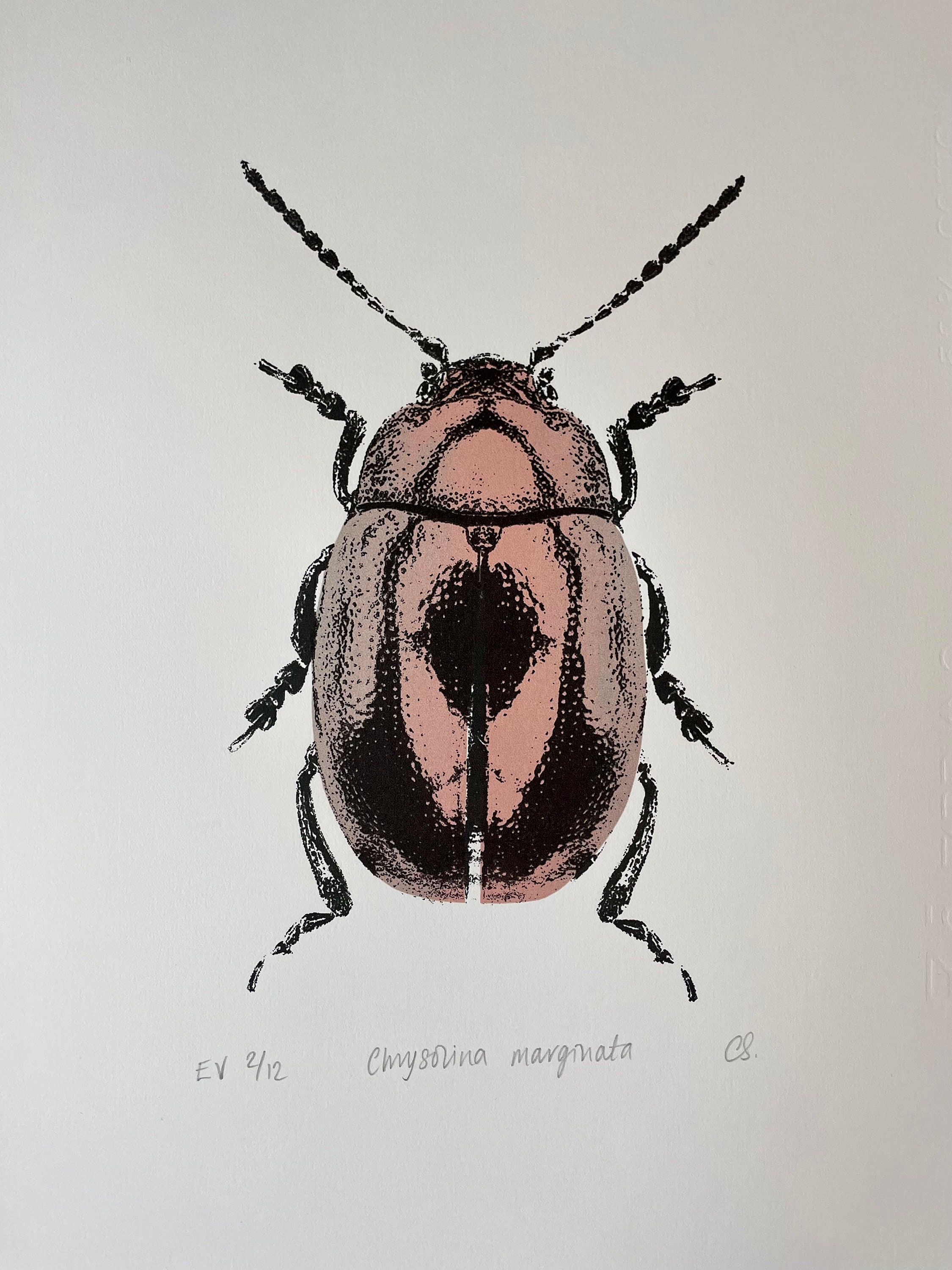 Chrysolina marginata - Original limited edition screenprint