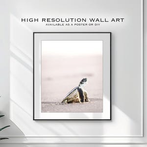 Póster de descarga digital de una cría de tortuga recién nacida en Eighty Mile Beach, Australia Occidental / Fotografía de vida silvestre / Impresión de tortugas marinas