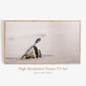 May include: A small sea turtle crawls on a sandy beach, looking up at the sky. The turtle is gray and black with a light brown shell. The background is a soft, light pink.