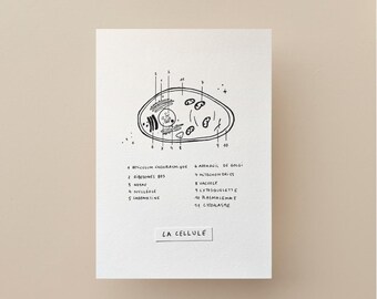 May include: A white card features a black and white illustration of a cell, with labeled parts and the French text "LA CELLULE" at the bottom. The cell diagram includes numbered components like ribosomes, nucleus, and mitochondria.
