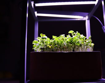 Growing kit with led lights. Indoor Herb Garden . Special black metal shelf for growing herbs indoors.  Grow your own herbs and microgreens.