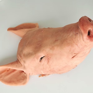 Pode incluir: Um modelo realista de cabeça de porco em uma cor bege rosada clara. A escultura apresenta textura de pele detalhada, orelhas proeminentes, um focinho com duas narinas e olhos fechados. O objeto é renderizado com proporções anatômicas realistas.
