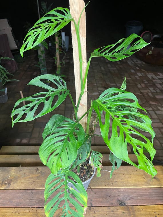 Monstera Adansonii Fairchild Double Window - Silky Leaves - Etsy