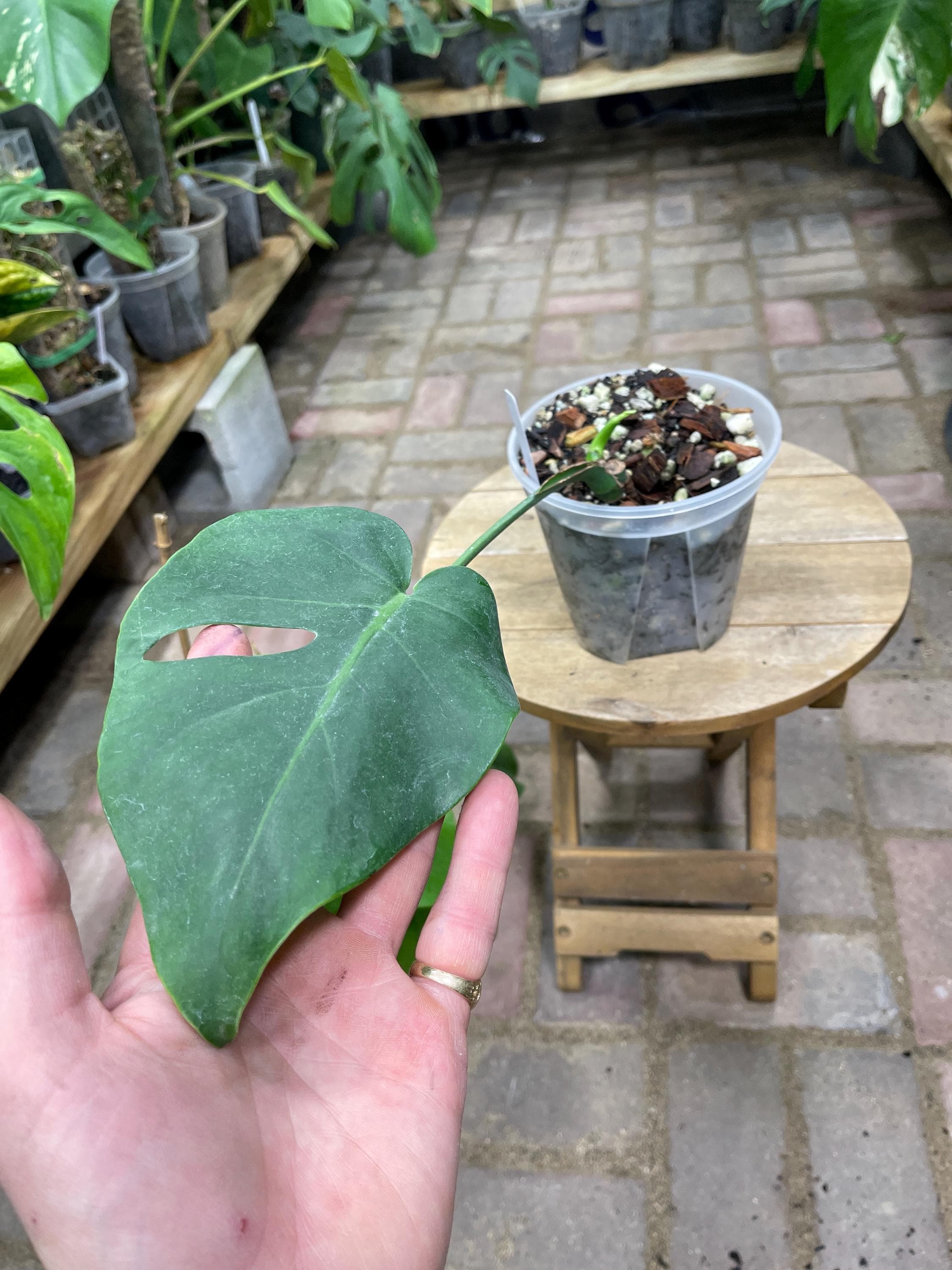 philodendron pollen Philodendron sp. 'Persimmon Princess' (130W024)